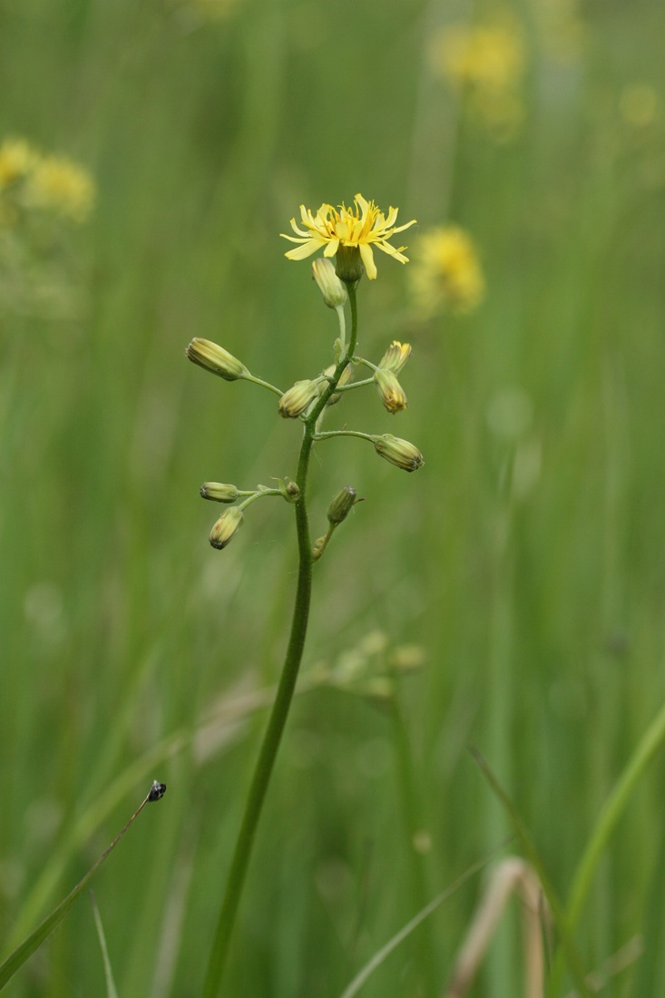 Image of Crepis praemorsa specimen.