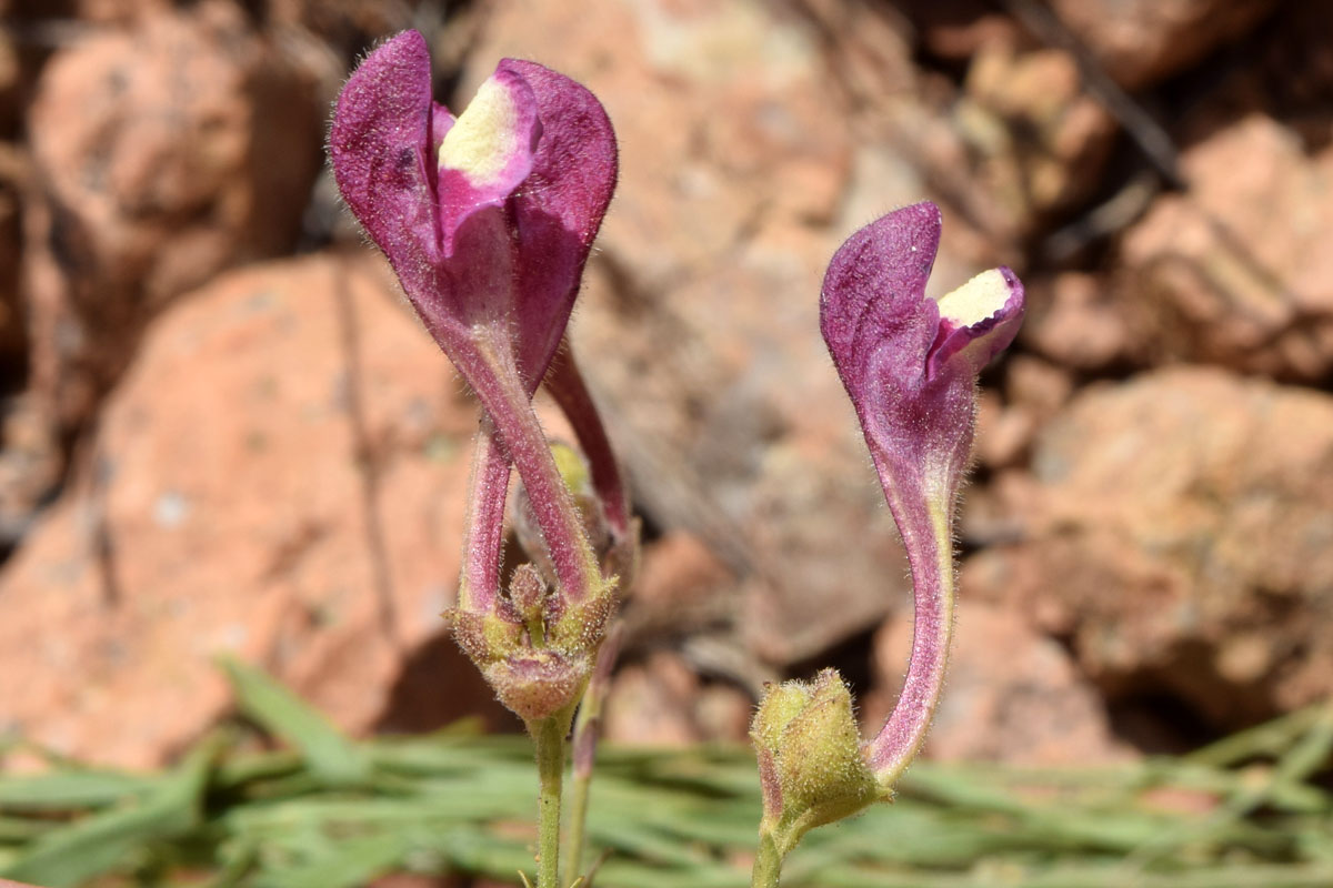 Изображение особи Scutellaria ramosissima.