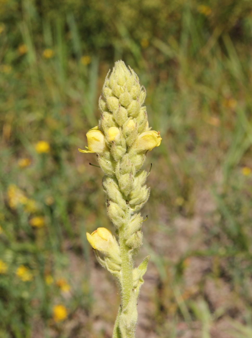 Image of Verbascum thapsus specimen.