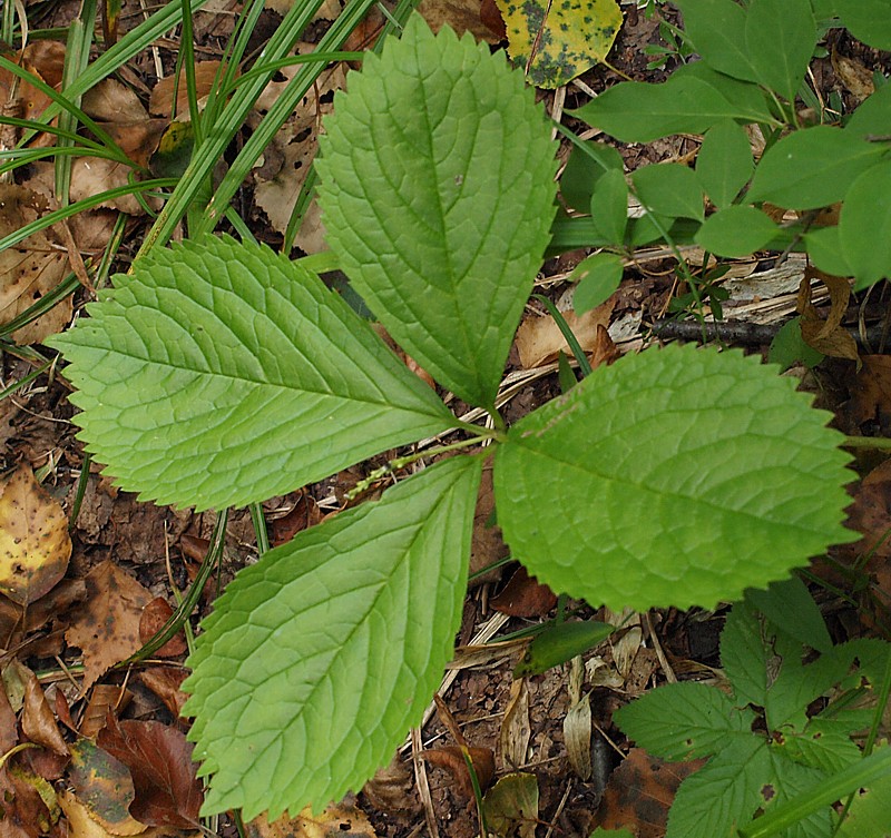 Image of Chloranthus quadrifolius specimen.