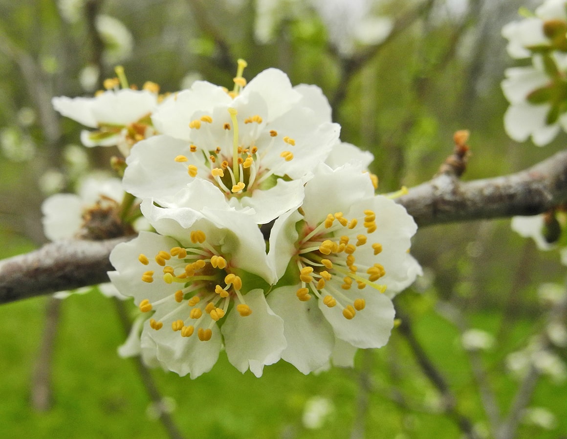 Изображение особи Prunus &times; rossica.