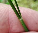 Calamagrostis arundinacea