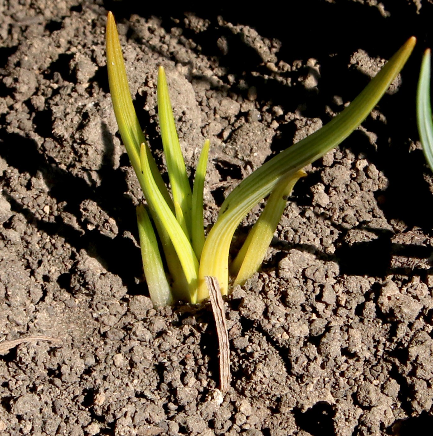 Image of Asphodeline lutea specimen.