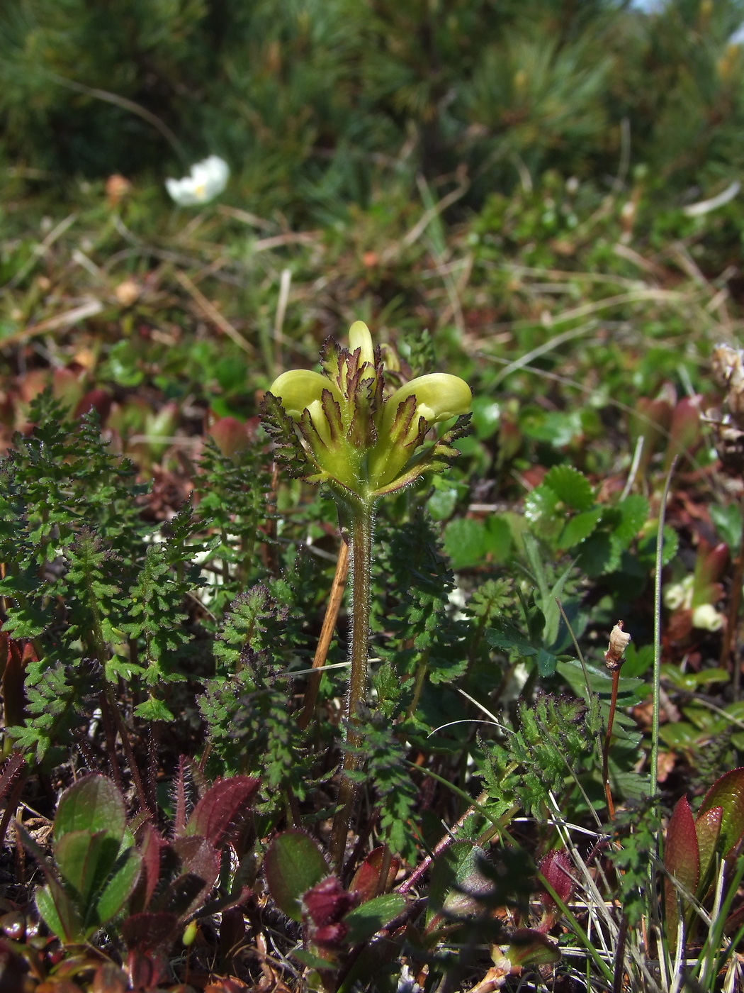 Image of Pedicularis capitata specimen.