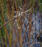 Schoenoplectus lacustris
