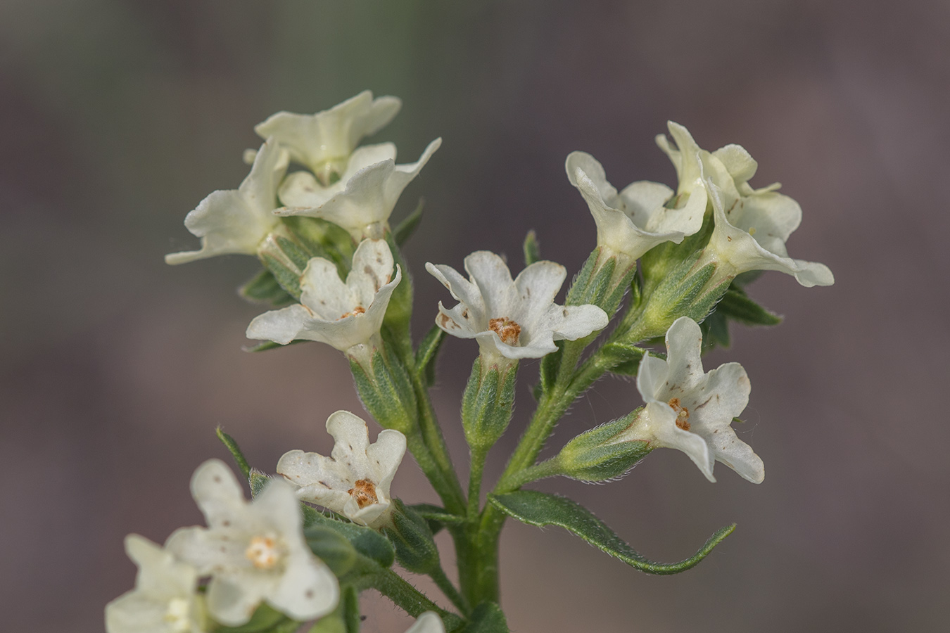 Image of Anchusa popovii specimen.