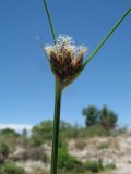 Bolboschoenus maritimus. Верхушка цветущего растения. Южный Казахстан, Жамбылская обл., пойма р. Асса, мелководная протока. 25 июня 2021 г.