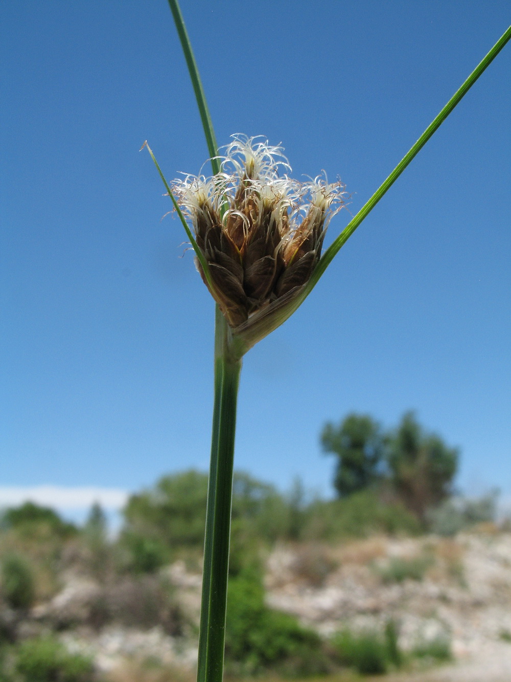 Image of Bolboschoenus maritimus specimen.