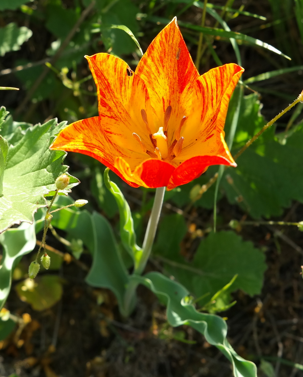 Image of Tulipa suaveolens specimen.