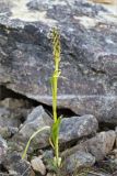 Dactylorhiza incarnata. Плодоносящее растение. Ленинградская обл., Гатчинский р-н, окр. дер. Авколево, карьер \"Елизаветино\", сырое каменистое понижение на месте выработки известняка. 30.08.2020.