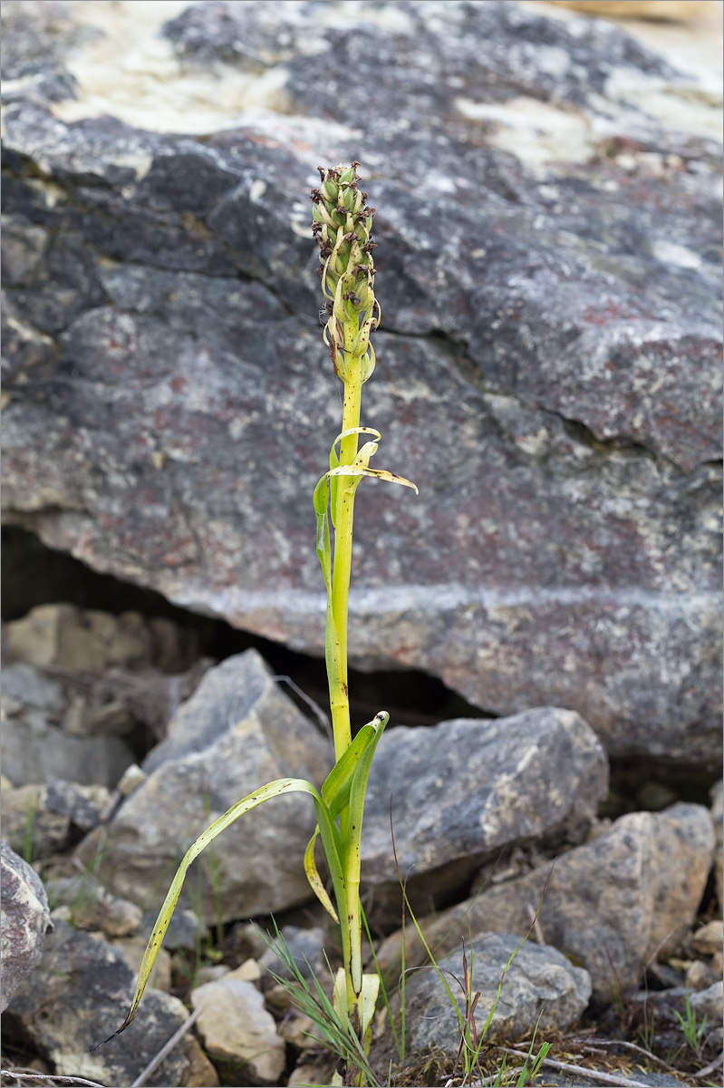 Изображение особи Dactylorhiza incarnata.