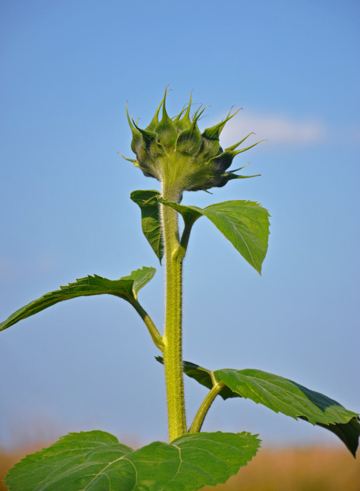 Image of Helianthus annuus specimen.
