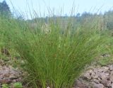 Juncus filiformis