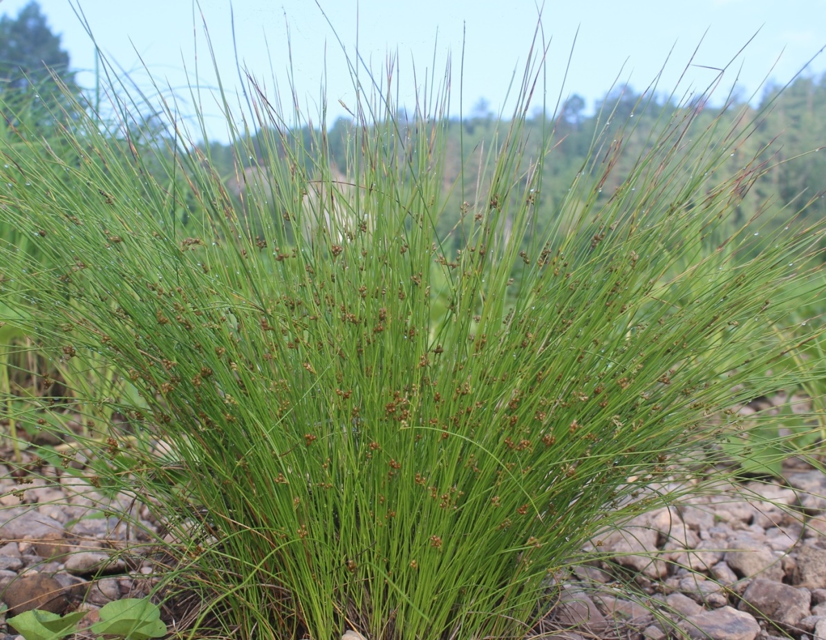 Image of Juncus filiformis specimen.