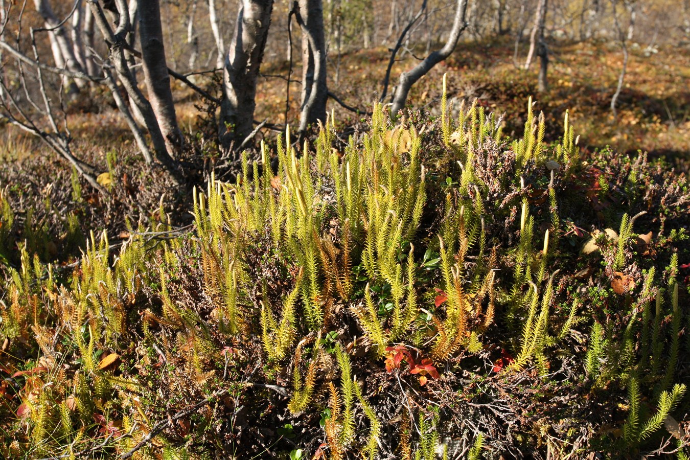 Image of Lycopodium annotinum specimen.