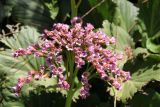 Bergenia crassifolia