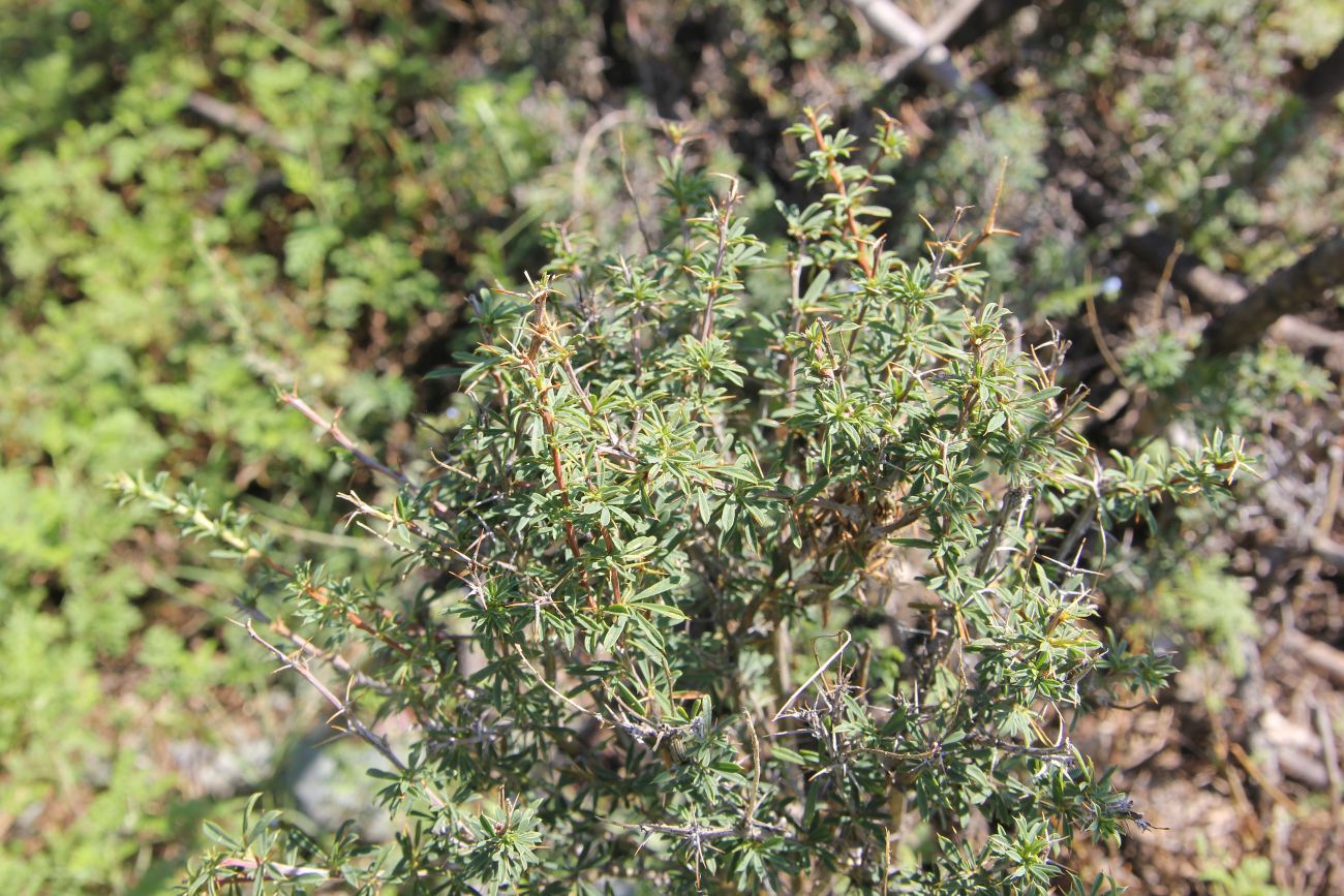 Image of Caragana pygmaea specimen.