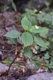 Impatiens parviflora