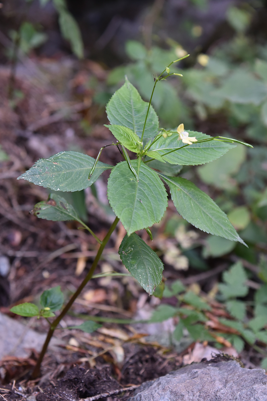 Image of Impatiens parviflora specimen.