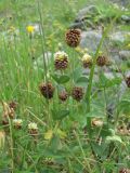 Trifolium rytidosemium