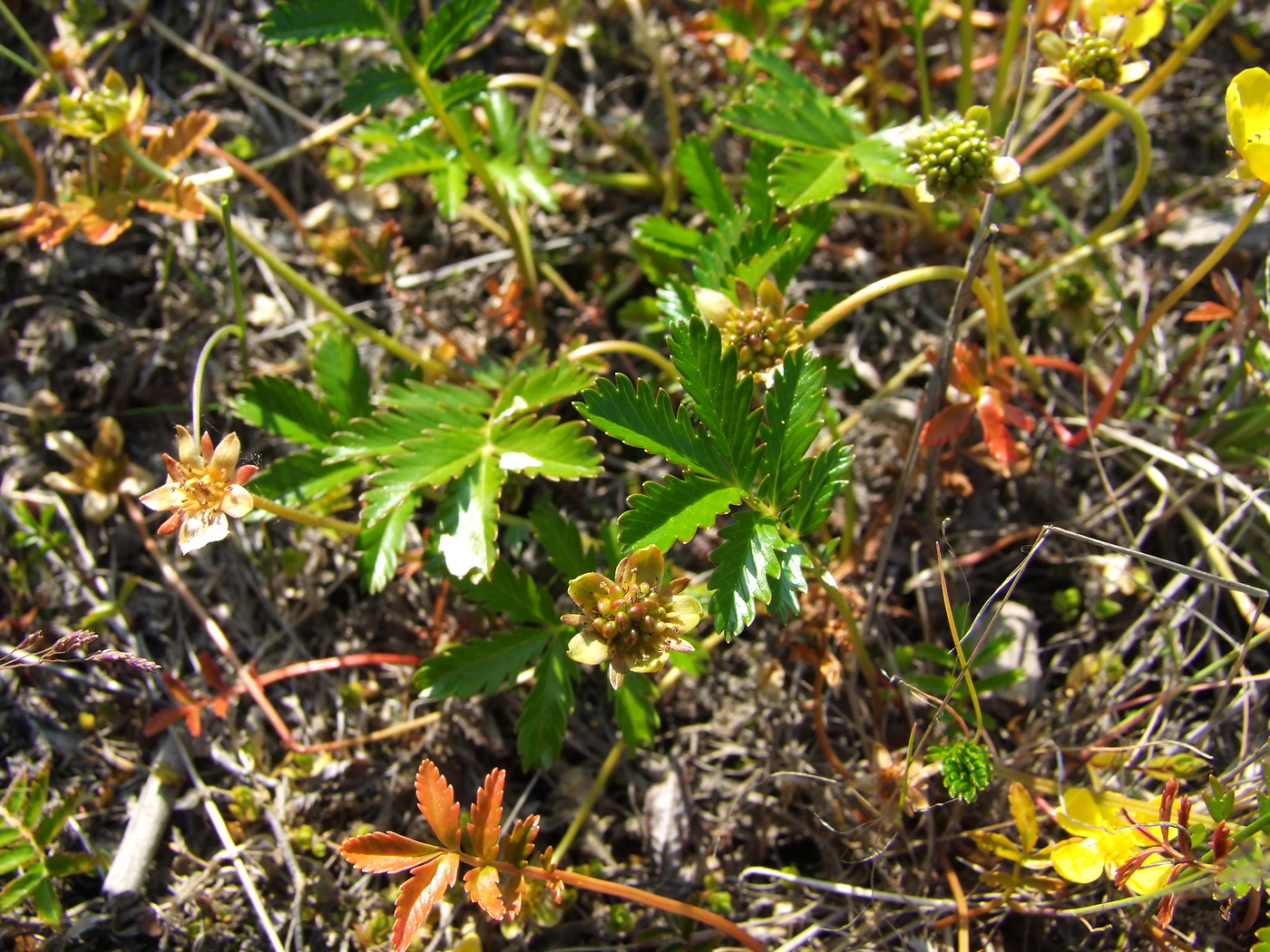 Image of Potentilla anserina ssp. groenlandica specimen.