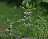 Lamium album