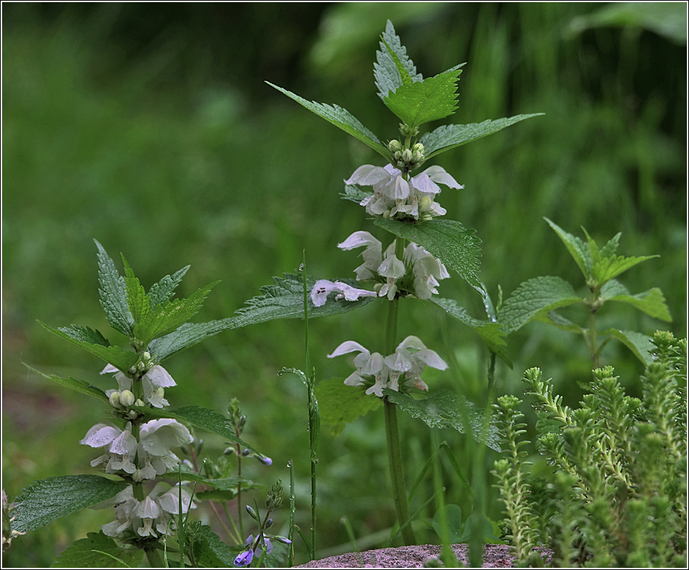 Image of Lamium album specimen.