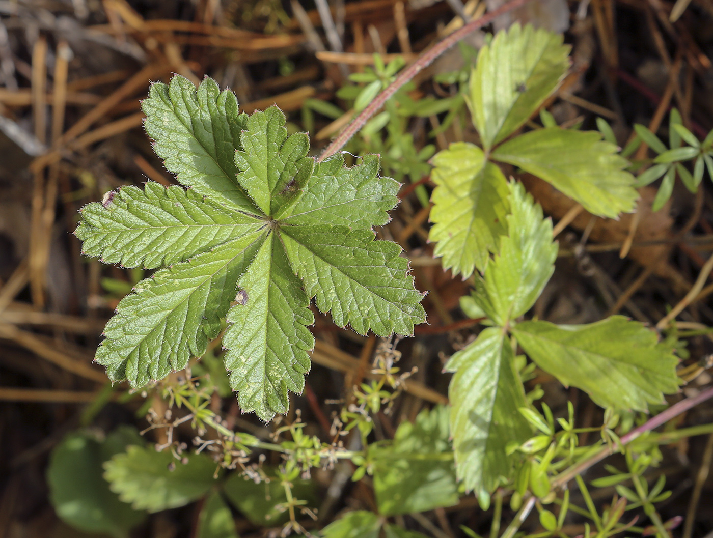 Image of Potentilla goldbachii specimen.