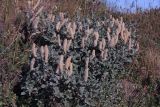 genus Salix