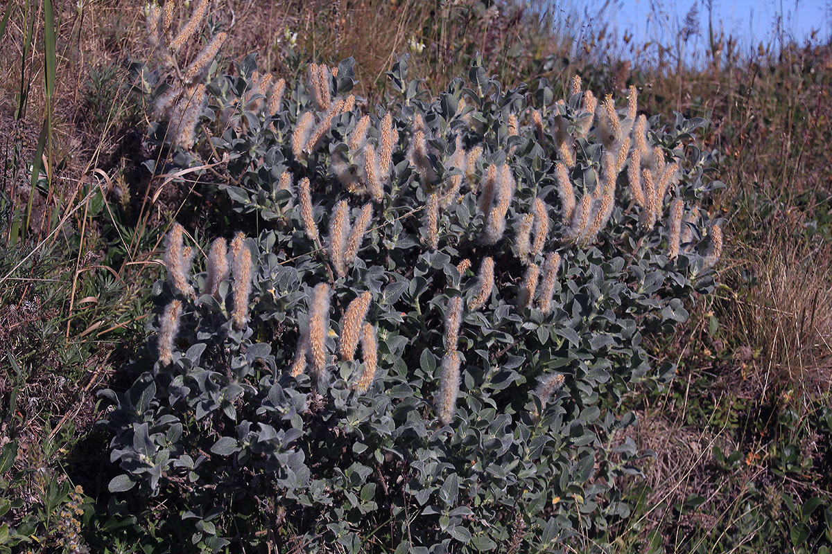 Image of genus Salix specimen.