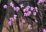 Rhododendron mucronulatum. Ветви с цветками. Приморский край, окр. г. Находка, в дубовом лесу. 03.05.2022.