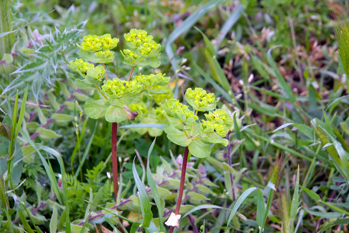 Image of Euphorbia helioscopia specimen.