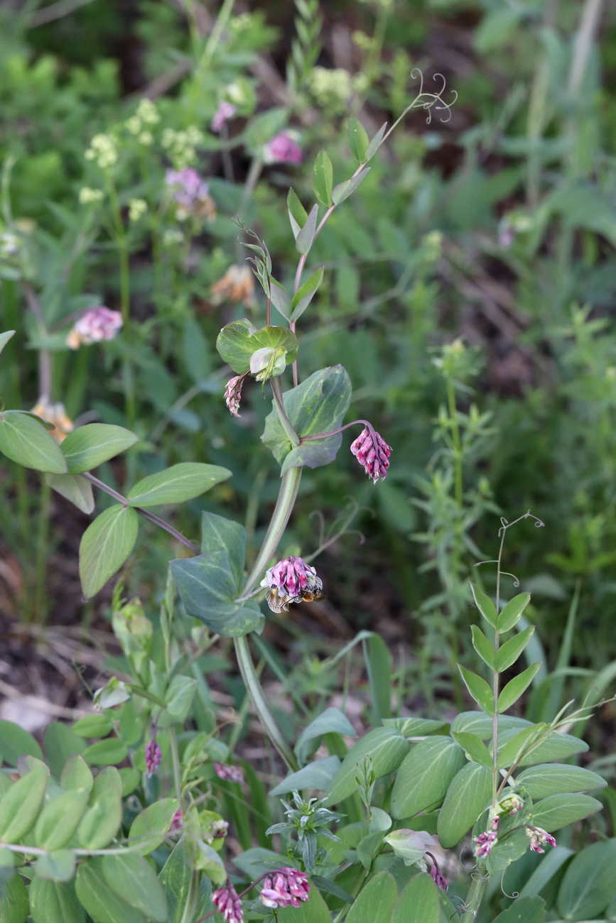 Изображение особи Lathyrus pisiformis.