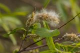 Salix acutifolia