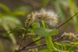 Salix acutifolia. Верхушка ветви с соплодиями. Ростовская обл., Каменский р-н, окр. станицы Калитвенская, песчаная степь. 01.05.2022.