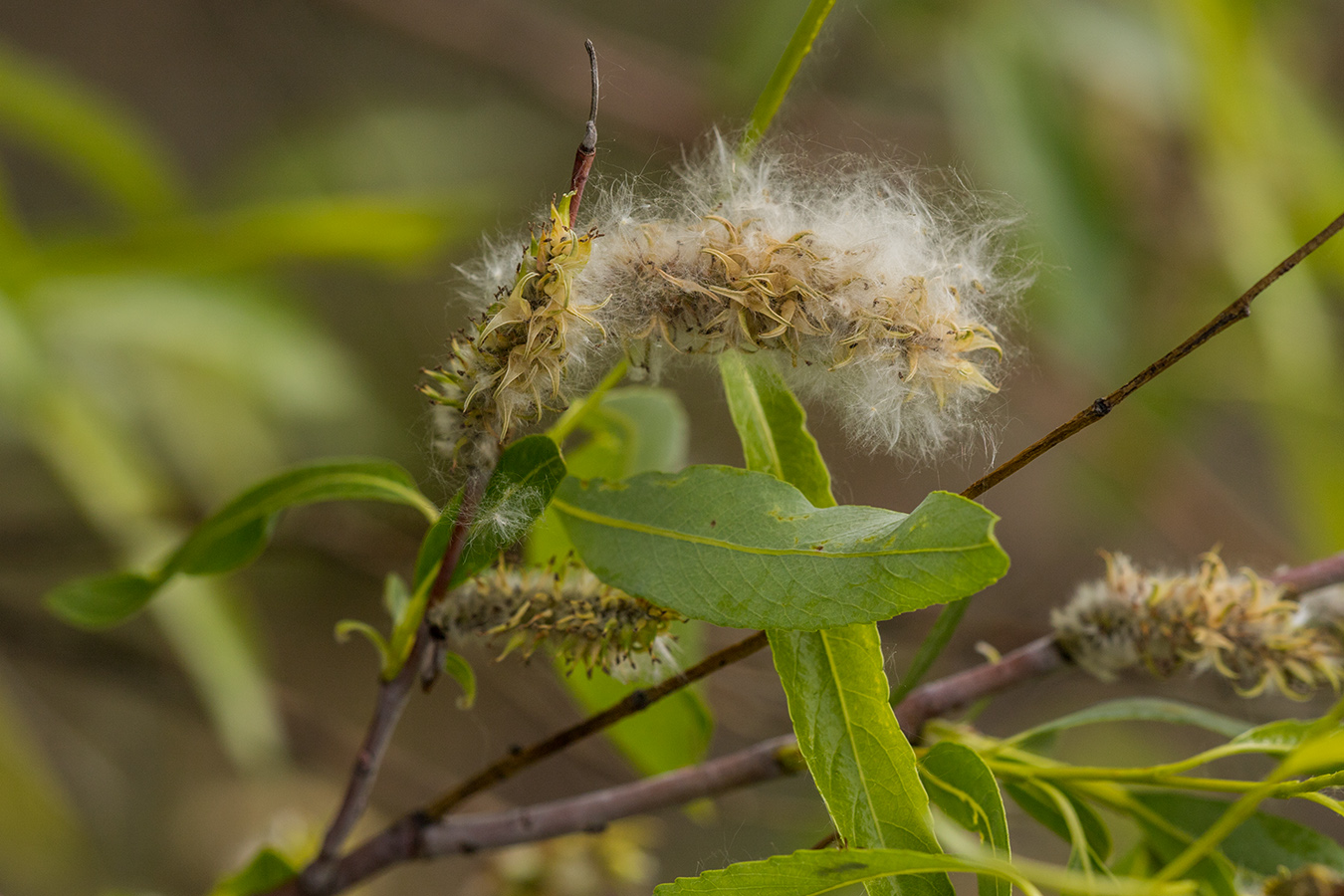 Image of Salix acutifolia specimen.