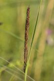 Calamagrostis epigeios. Часть побега с соцветием. Ростовская обл., Белокалитвинский р-н, окр. хут. Какичев, степной склон. 28.05.2022.