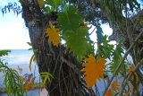genus Philodendron. Вегетирующее растение на стволе дерева. Мадагаскар, провинция Туамасина, регион Ацинанана, заповедник \"Пальмариум\". 13.10.2016.