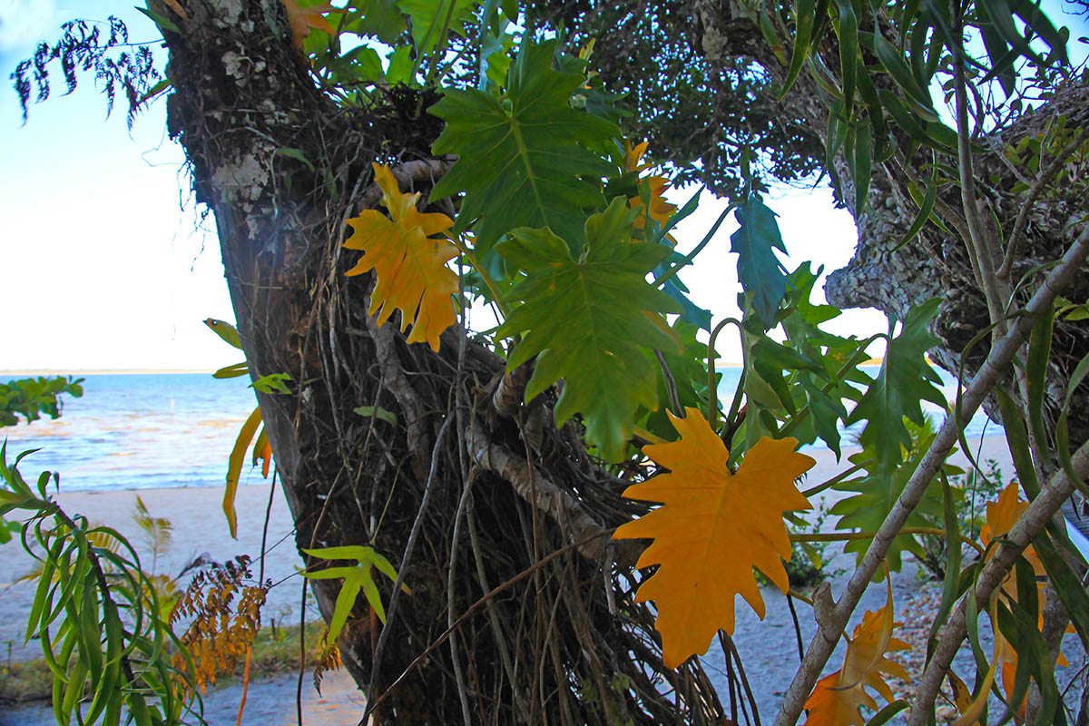 Image of genus Philodendron specimen.