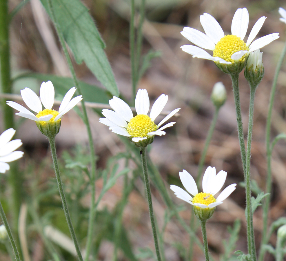 Изображение особи Anthemis ruthenica.