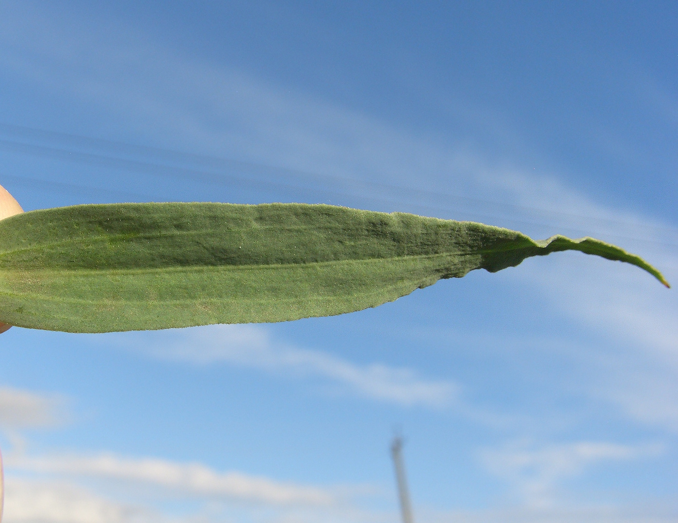 Image of Gypsophila paniculata specimen.