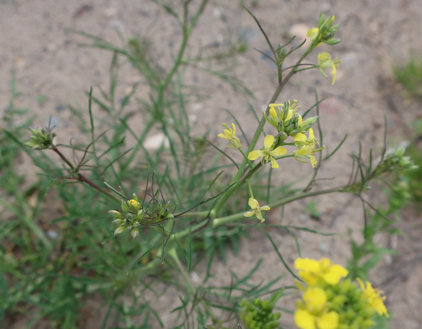 Image of Sisymbrium altissimum specimen.