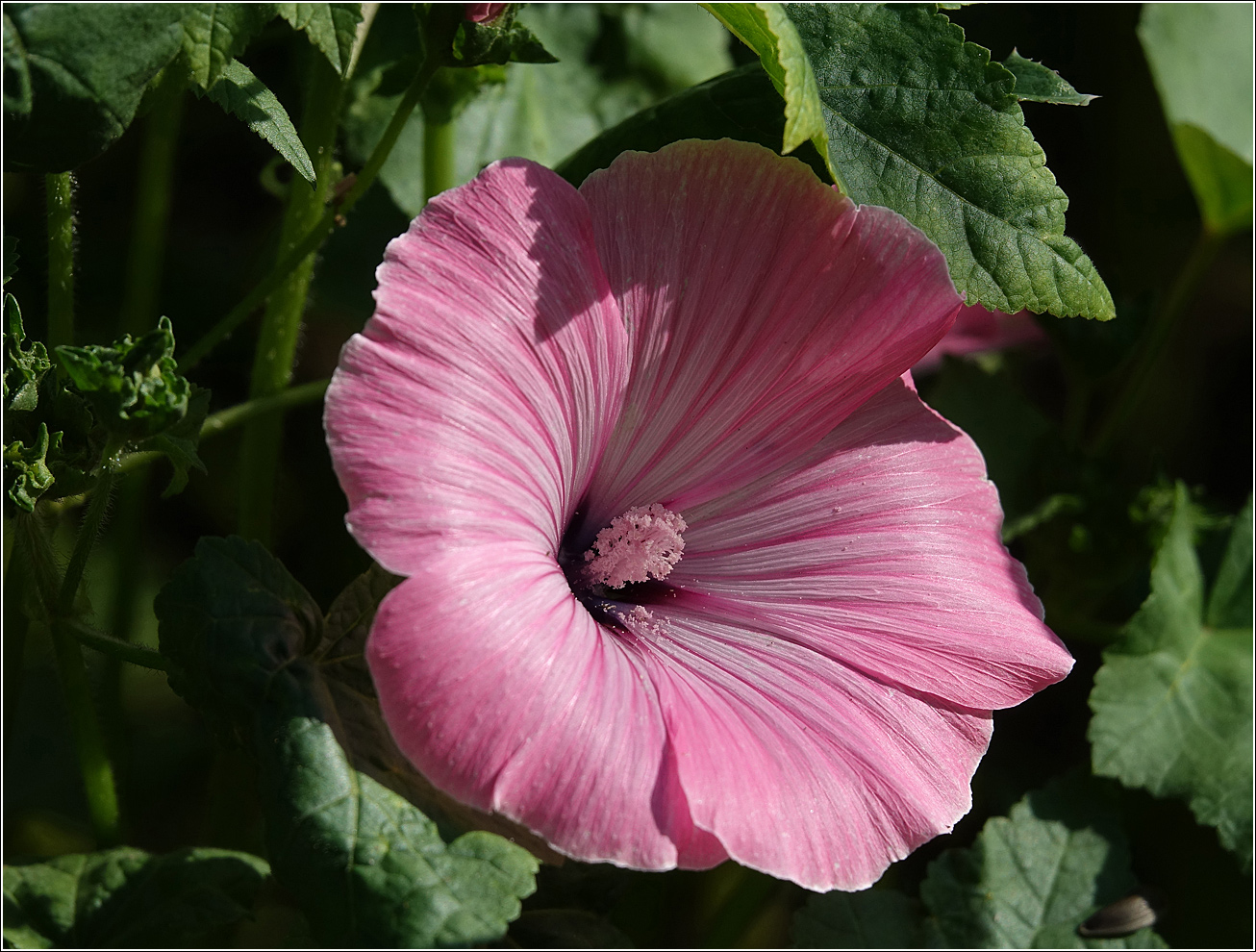 Image of Malva trimestris specimen.