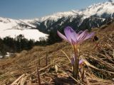 Crocus reticulatus