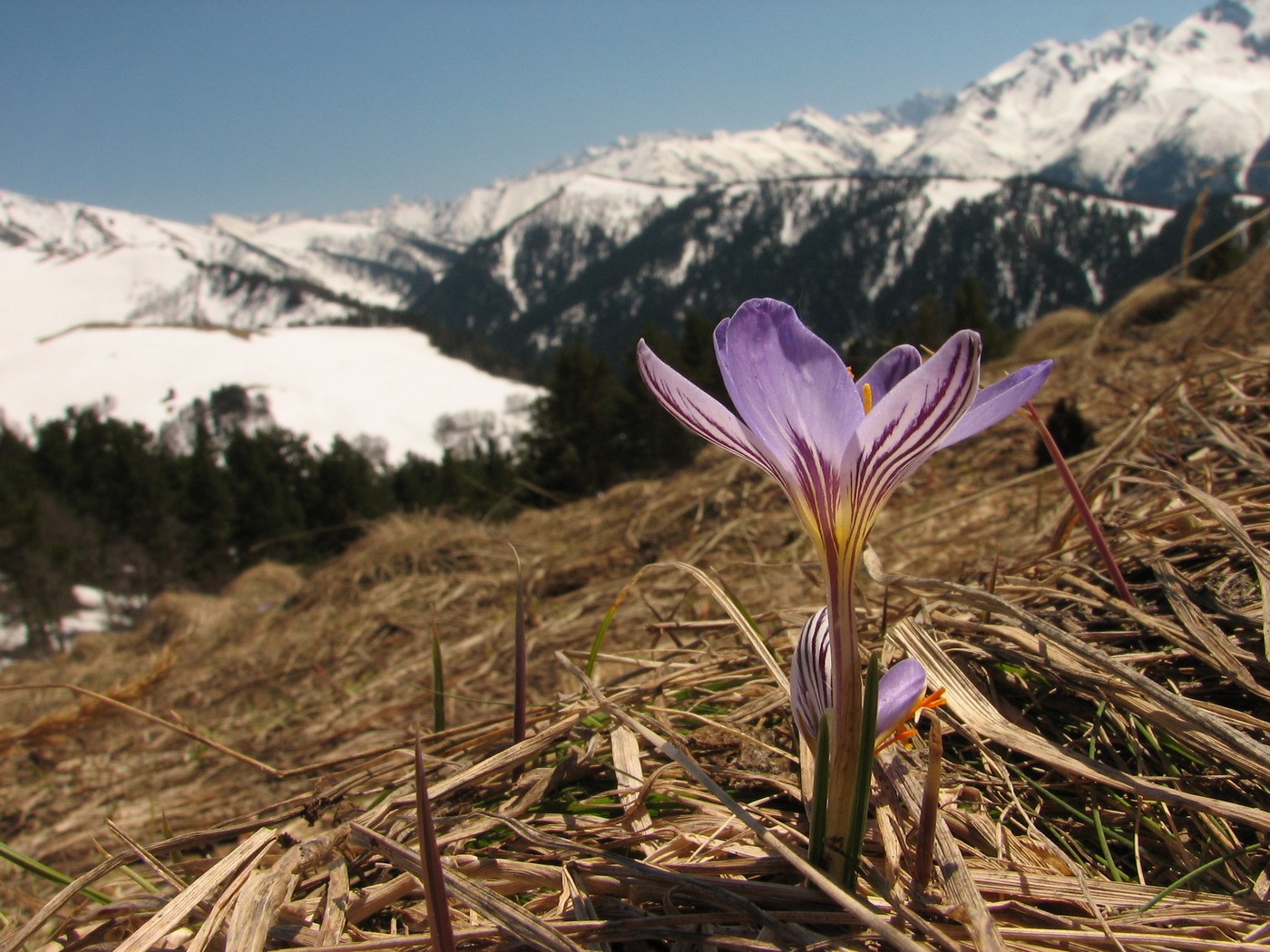 Image of Crocus reticulatus specimen.