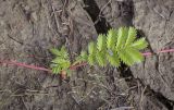 Potentilla anserina. Часть ползучего побега с укореняющейся розеткой листьев и сидящим двукрылым насекомым. Ханты-Мансийский автономный округ — Югра, Октябрьский р-н, сельское поселение Курымкары, окр. пос. Горнореченск, правый берег р. Обь, участок обнажившегося после ухода воды глинистого дна. 03.09.2022.