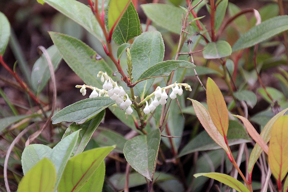 Image of Gaultheria fragrantissima specimen.