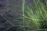 Equisetum ramosissimum