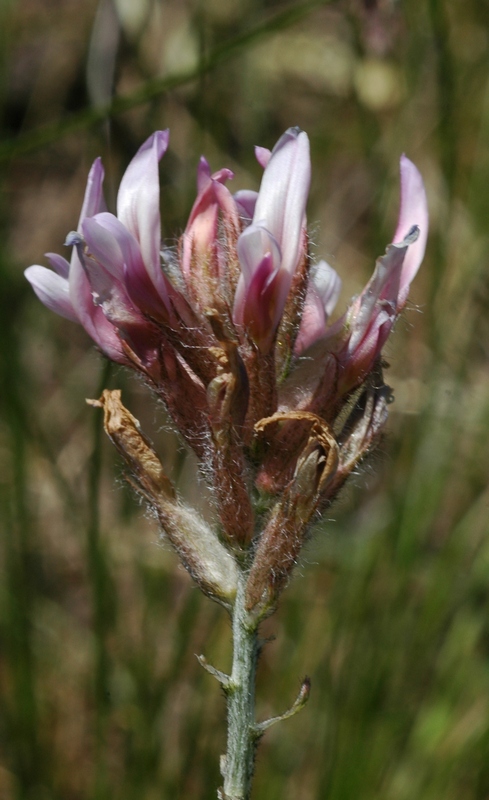 Image of Astragalus angustissimus specimen.