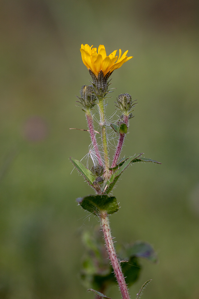 Image of Picris hieracioides specimen.